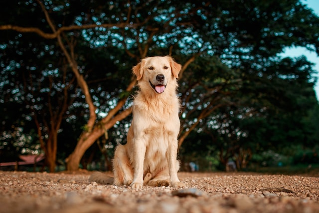 pies myśliwski na kaczki - golden retriever