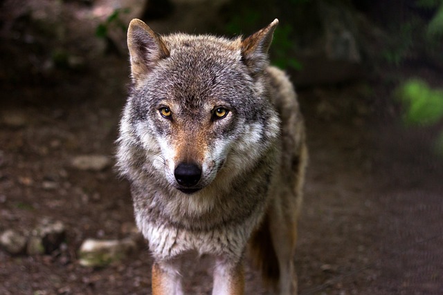 polowanie na wilki w polsce