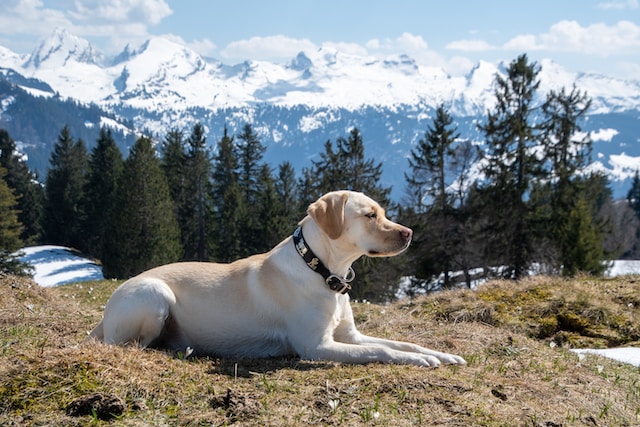 psy myśliwskie na kaczki - labrador retriever