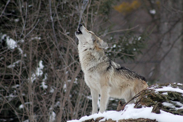Czy polowanie na wilki jest legalne w Polsce?