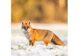 Wabienie drapieżników zimą: skuteczne metody