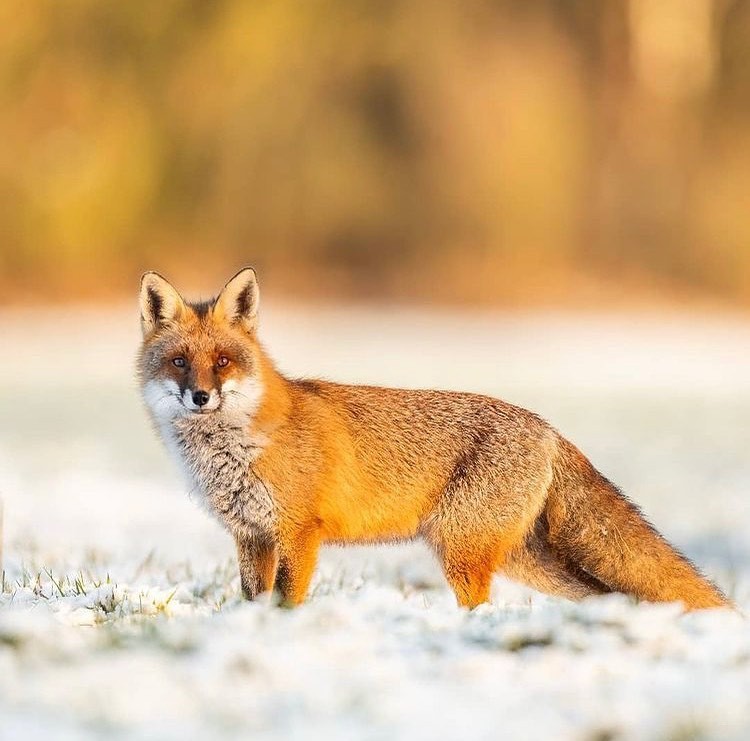 Wabienie drapieżników zimą: skuteczne metody